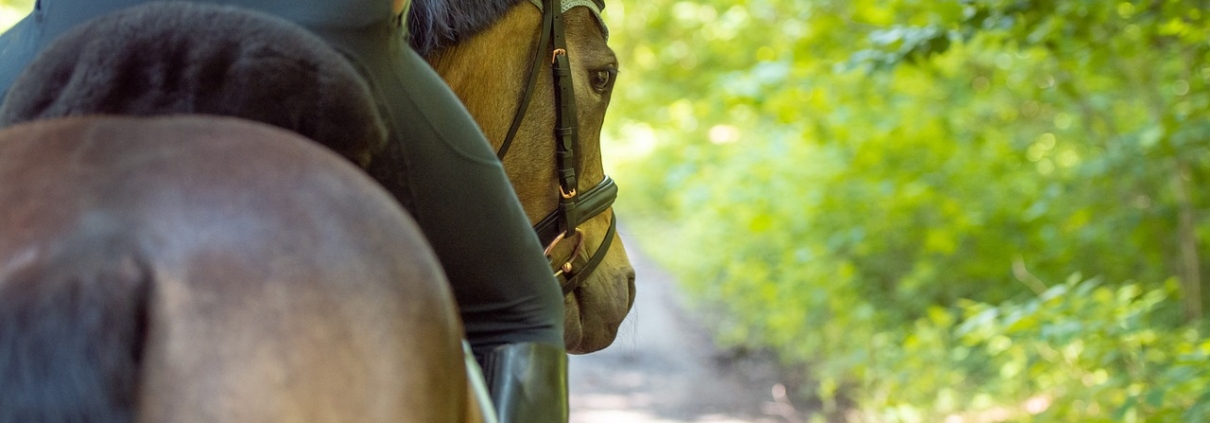 passeggiate a cavallo a siena